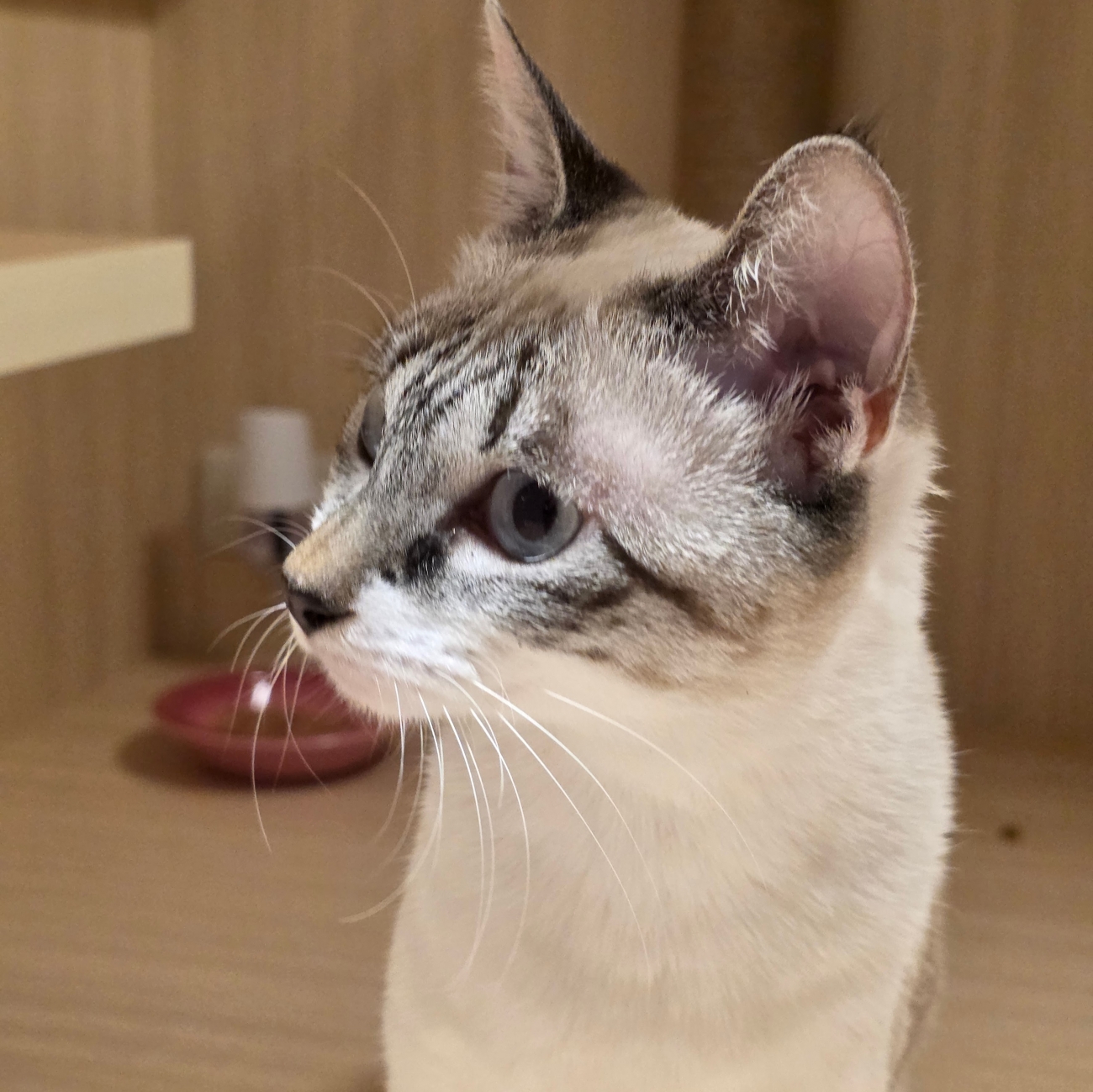 活潑親人的貓居民