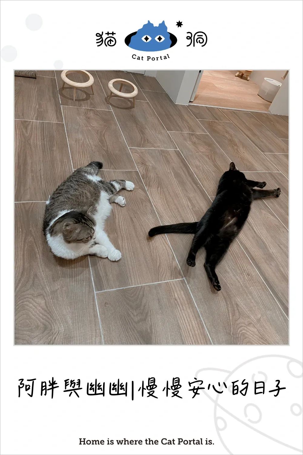 阿胖與幽幽在貓洞慢慢安心的日子。