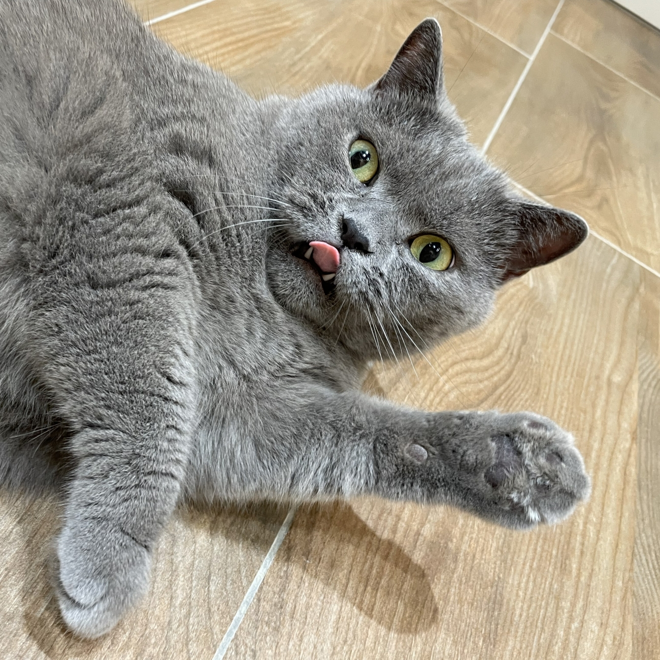 貓居民：小紳士BLUE的樹屋慢活時光。