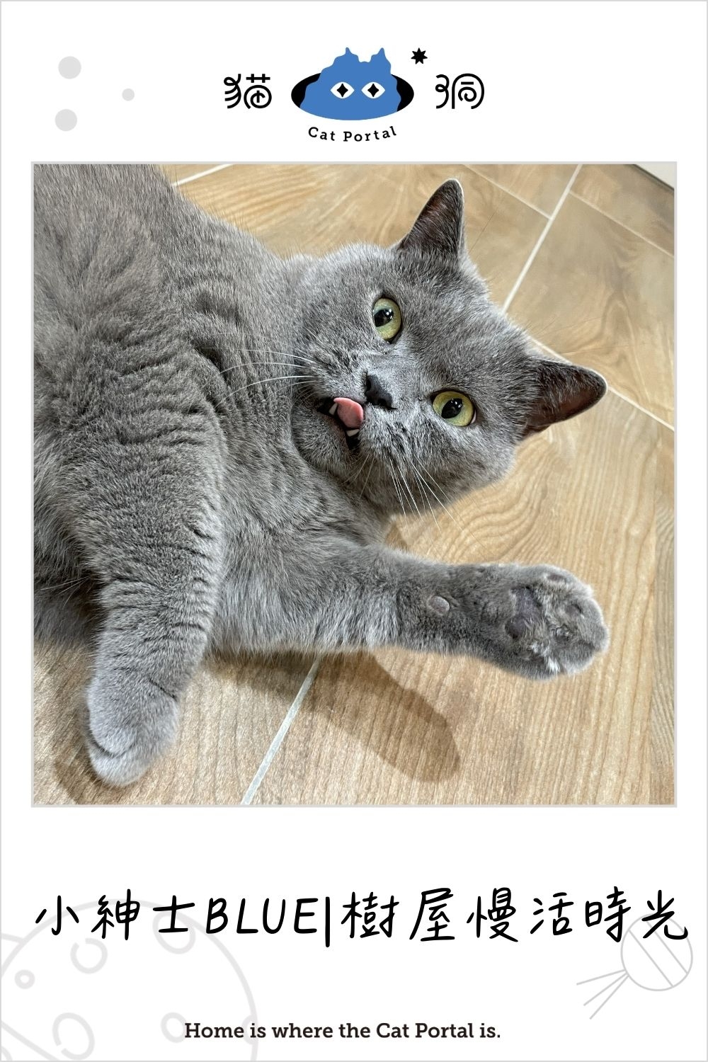 貓居民：小紳士BLUE的樹屋慢活時光。