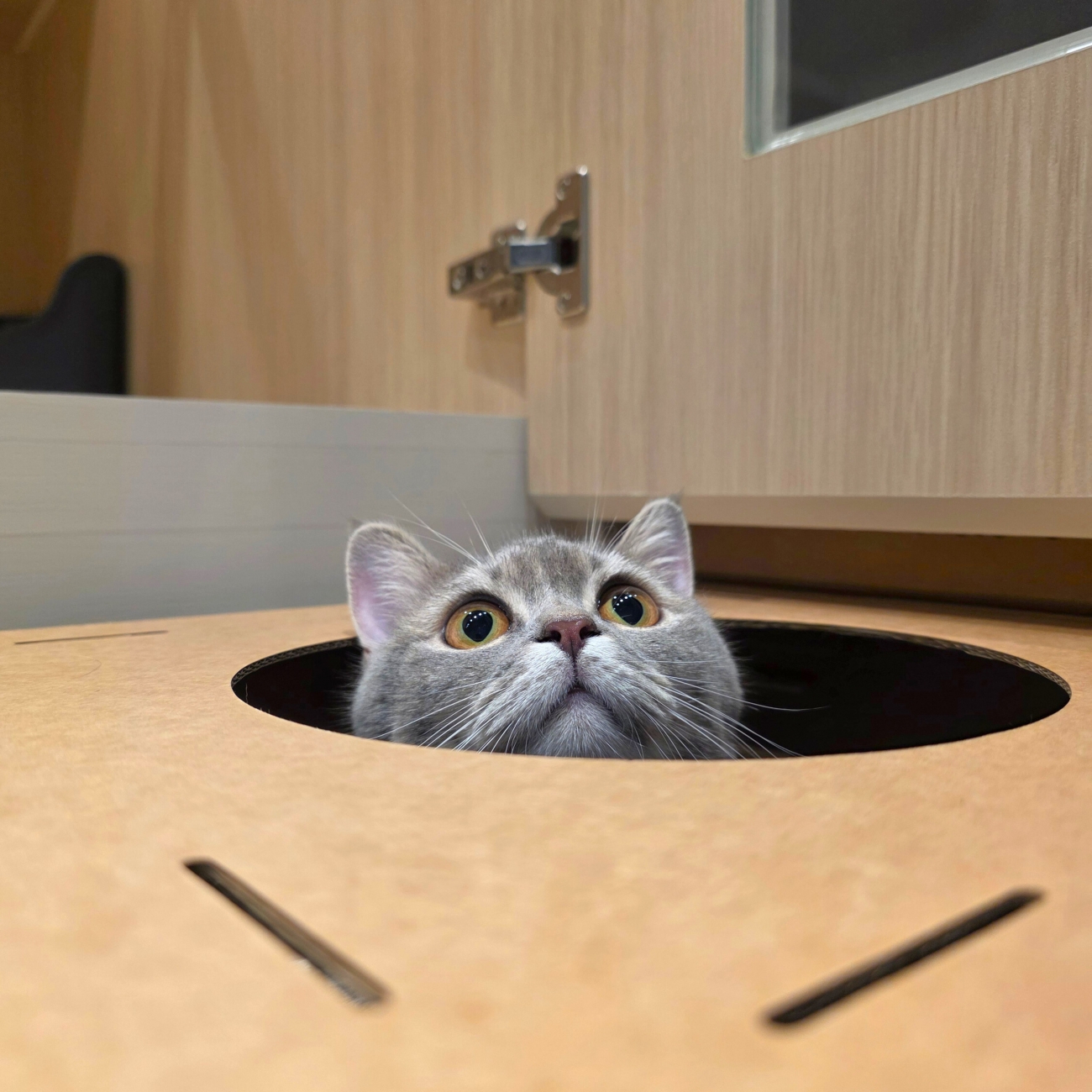 貓洞觀察日記｜瓜子