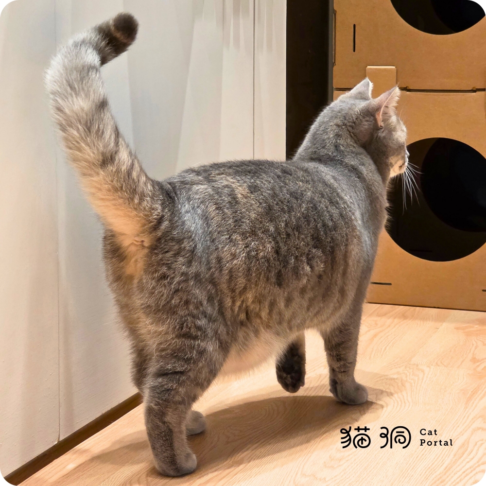 瓜子主動走向箱體入口，從觀察轉為行動，在貓洞的住宿過程中逐步建立自己的探索節奏。