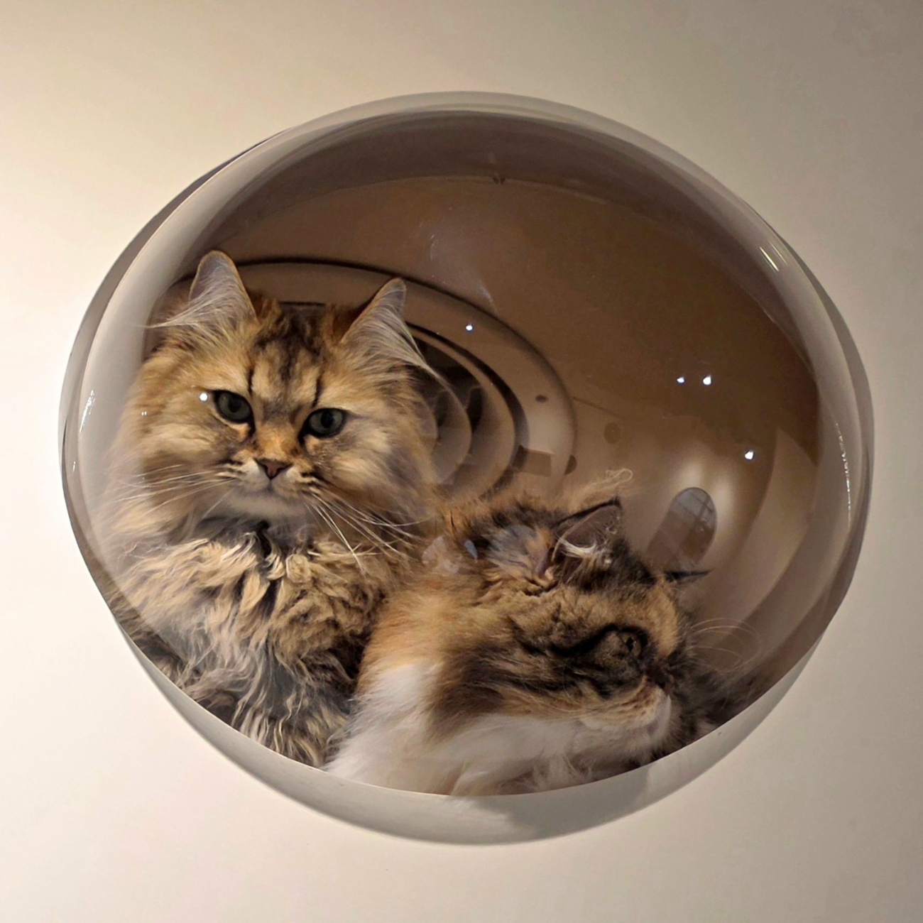 力將、波妞｜扁鐵樹屋｜同一個空間，兩種適應方式