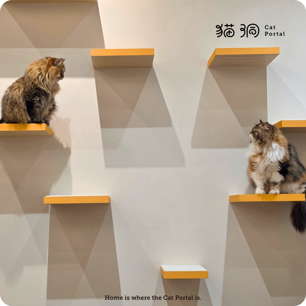 力將、波妞｜扁鐵樹屋｜同一個空間，兩種適應方式