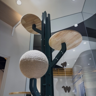 玻璃屋裡的扁鐵樹