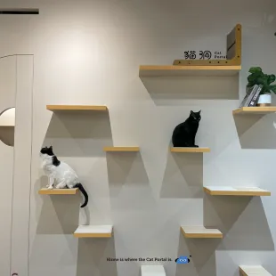 八里貓旅館-貓洞