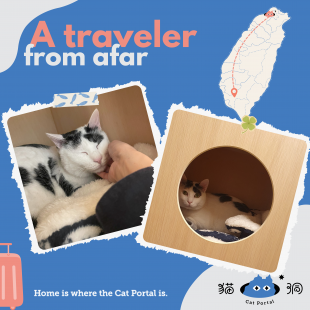 遠道而來的旅客-牛牛