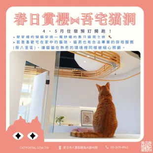 新北貓住宿-貓洞C