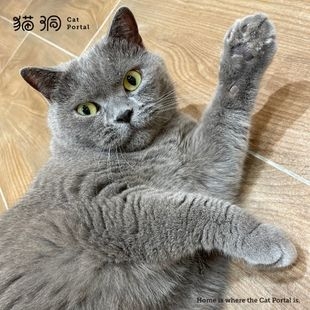 小紳士BLUE的樹屋慢活時光