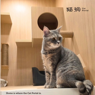 《貓洞觀察日記》｜瓜子 